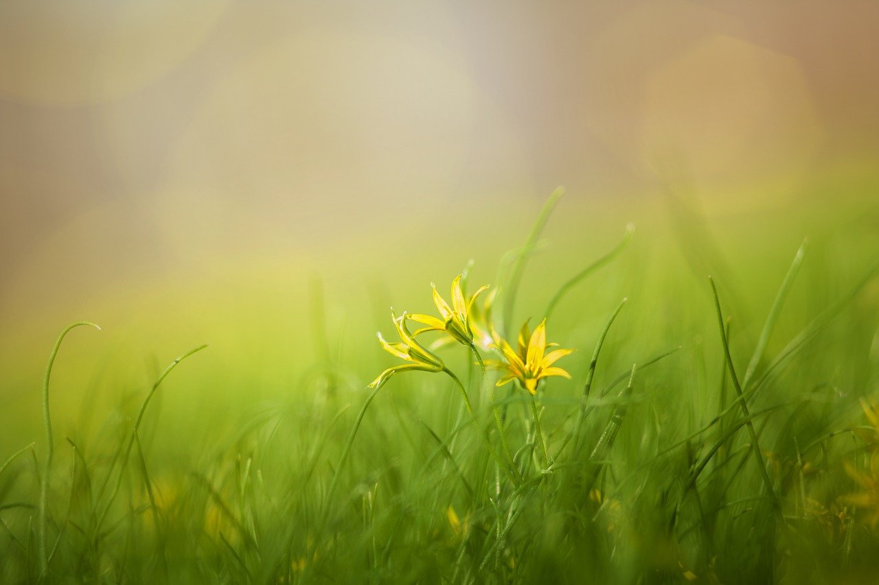 grass, field, nature-3085457.jpg